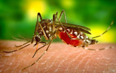 Perché dobbiamo smettere di odiare le zanzare